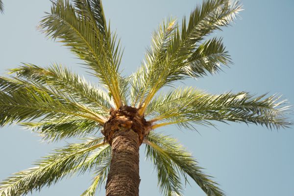 Cost of Palm Tree Pruning in Palm Beach Gardens