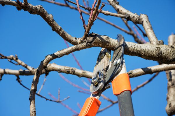 Residential Tree Service in Palm Beach Gardens