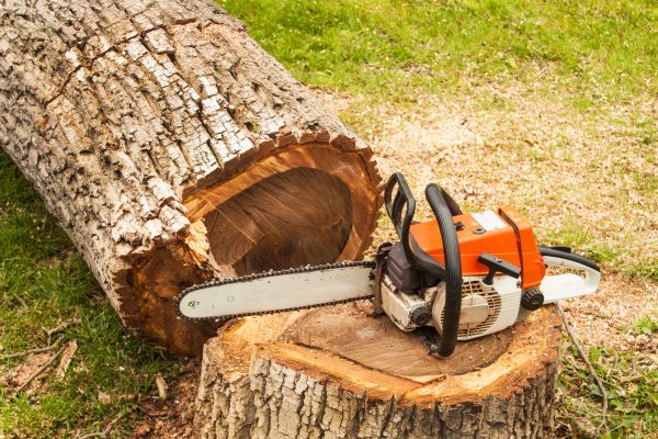 Cost of Tree Cutting Service in Palm Beach Gardens