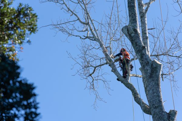Cost of Tree Topping Service in Palm Beach Gardens