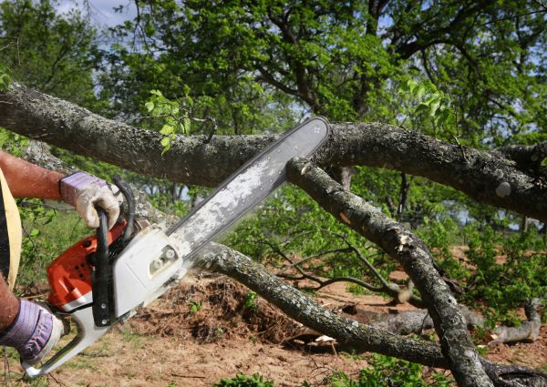 Cost of Tree Lopping Service in Palm Beach Gardens