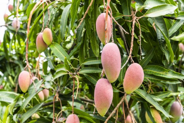 Cost of Mango Tree Trimming in Palm Beach Gardens