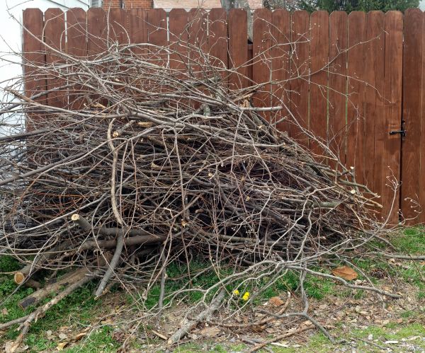 Cost of Dead Branch Removal in Palm Beach Gardens