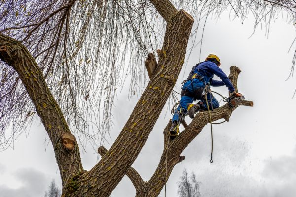 Cost of Tree Maintenance Service in Palm Beach Gardens