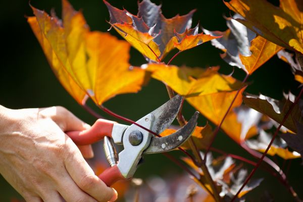 Cost of Maple Tree Pruning in Palm Beach Gardens