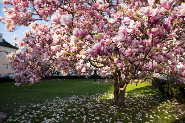 Cost of Magnolia Tree Pruning in Palm Beach Gardens