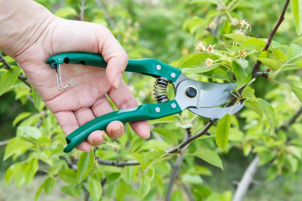 Cost of Pear Tree Pruning in Palm Beach Gardens