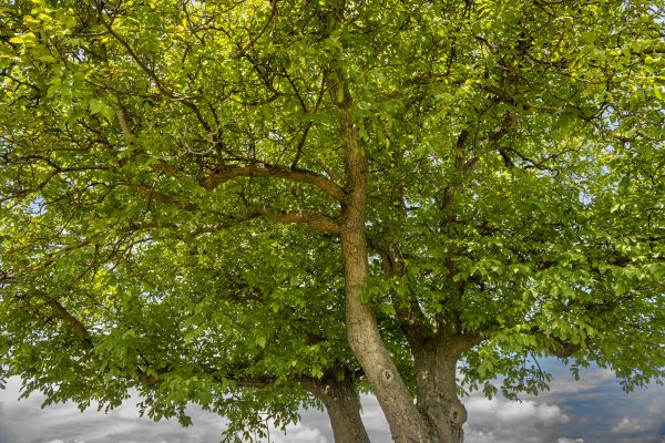Cost of Walnut Tree Trimming in Palm Beach Gardens