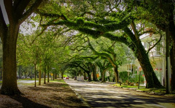 Cost of Tree Canopy Thinning in Palm Beach Gardens