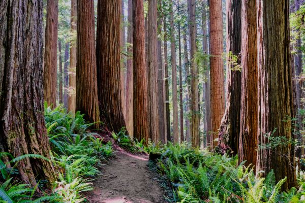 Cost of Redwood Tree Trimming in Palm Beach Gardens