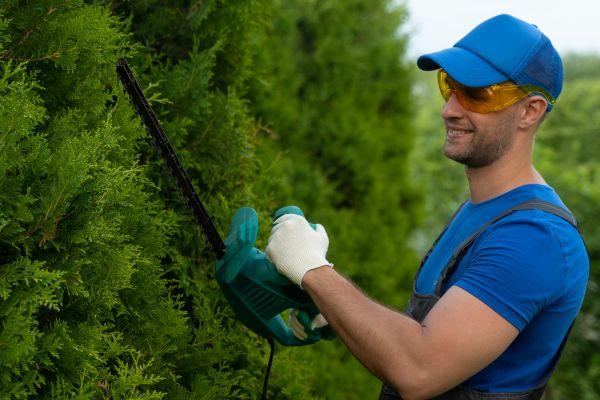 Cost of Tree Shaping Service in Palm Beach Gardens