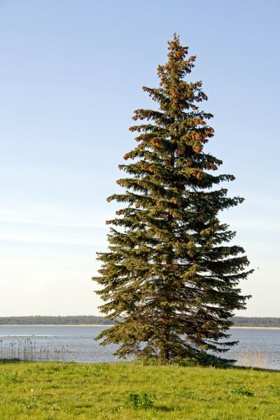 Cost of Spruce Tree Pruning in Palm Beach Gardens