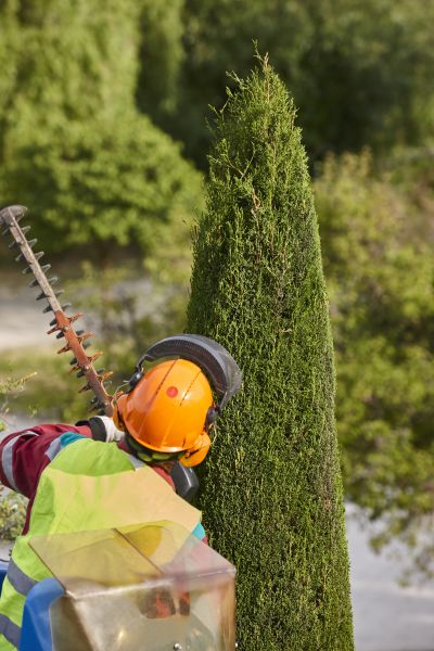 Cost of Cypress Tree Trimming in Palm Beach Gardens