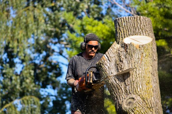 Cost of Ash Tree Pruning in Palm Beach Gardens