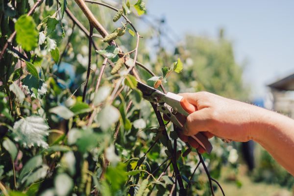 Cost of Birch Tree Pruning in Palm Beach Gardens