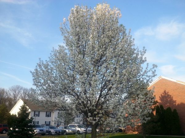Cost of Bradford Pear Tree Pruning in Palm Beach Gardens