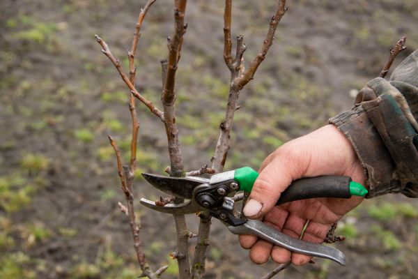 Cost of Pear Trees Pruning in Palm Beach Gardens