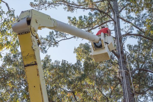 Cost of Limbs Trimming in Palm Beach Gardens