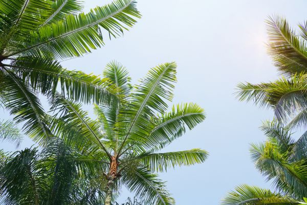 Cost of Queen Palm Tree Trimming in Palm Beach Gardens