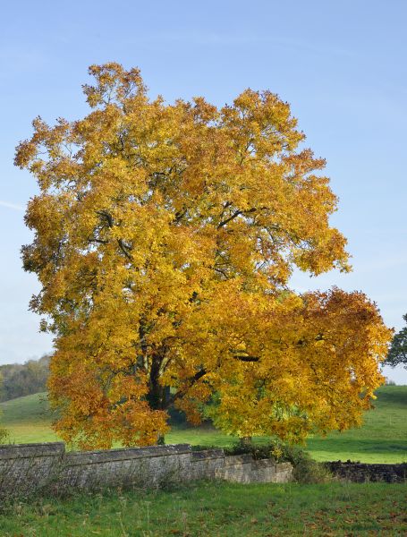 Cost of Hickory Tree Trimming in Palm Beach Gardens