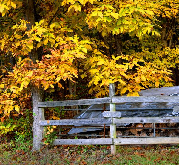 Cost of Hickory Tree Pruning in Palm Beach Gardens