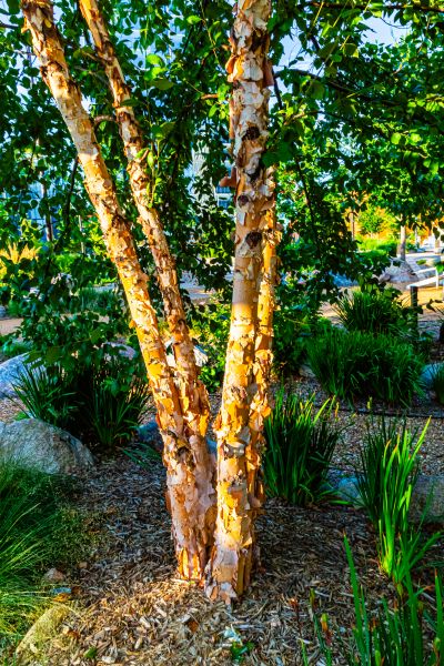 Cost of River Birch Trimming in Palm Beach Gardens
