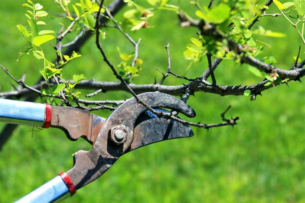 Cost of Branches Pruning in Palm Beach Gardens
