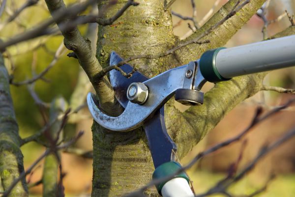 Cost of Tree Limb Trimming Service in Palm Beach Gardens