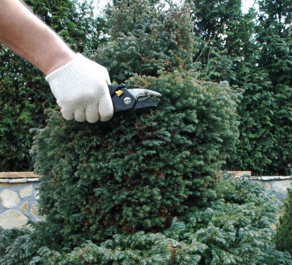 Cost of Ornamental Tree Trimming in Palm Beach Gardens