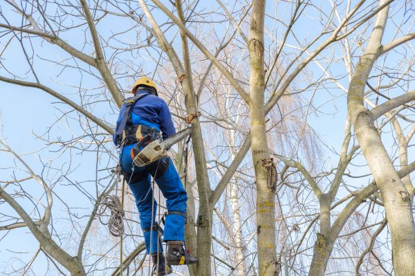 Cost of Large Tree Trimming in Palm Beach Gardens
