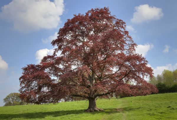 Cost of Beech Tree Pruning in Palm Beach Gardens