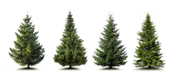 Cost of Pine Tree Trimming in Palm Beach Gardens