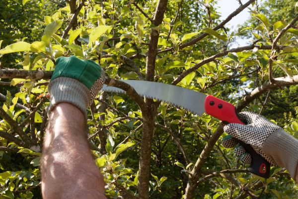 Cost of Apple Tree Trimming in Palm Beach Gardens