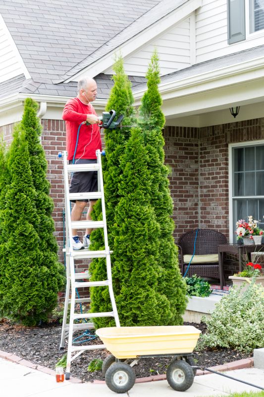 Apple Tree Trimming