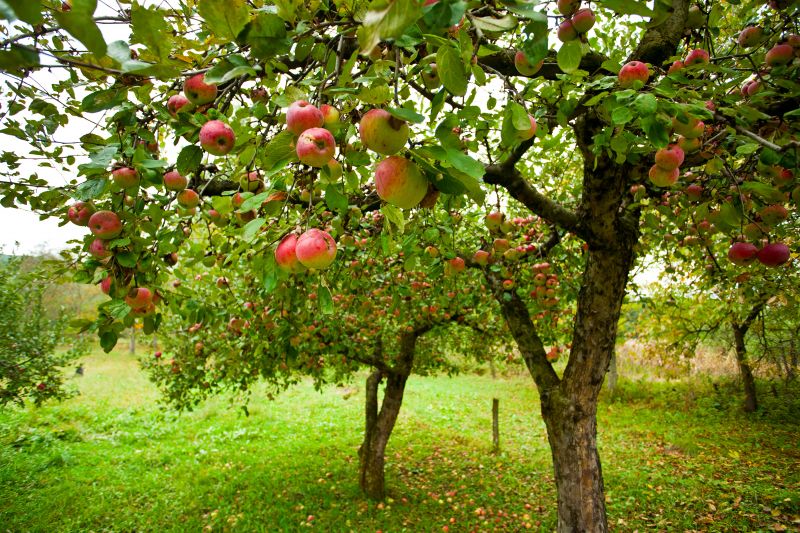 Apple Tree Trimming