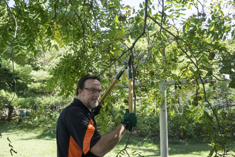 Apple Tree Trimming
