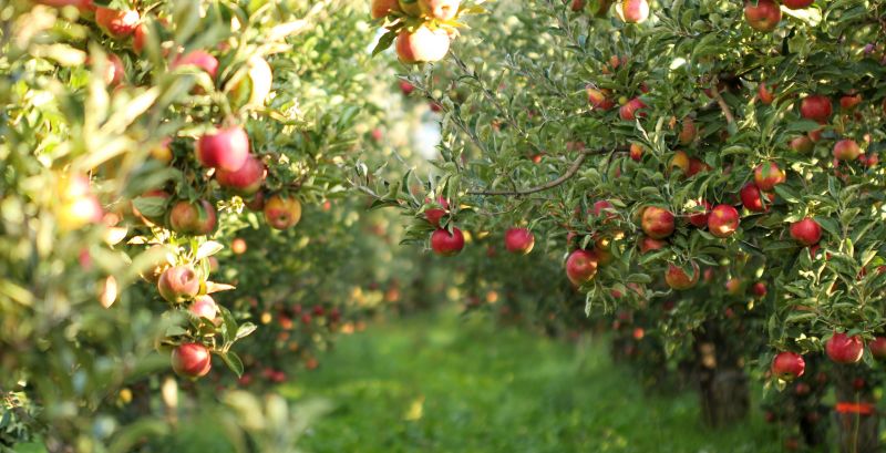 Apple Tree Trimming