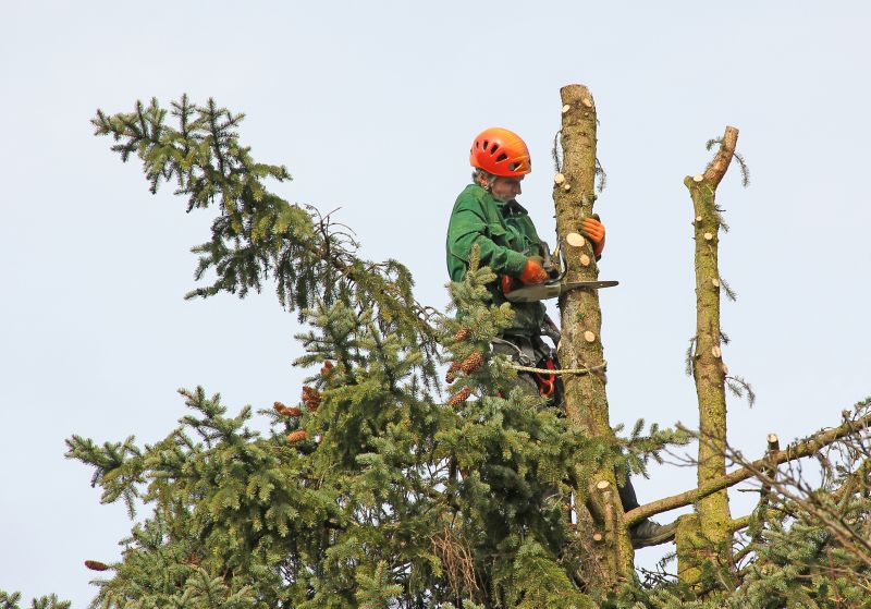 Apple Tree Trimming