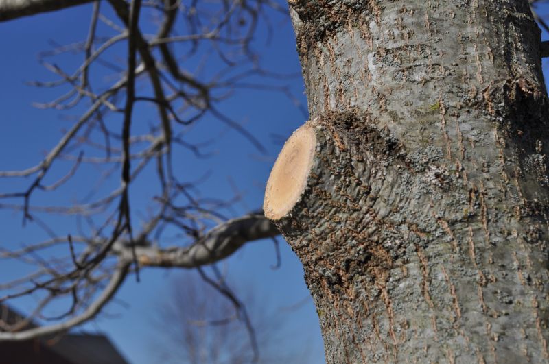 Birch Tree Pruning