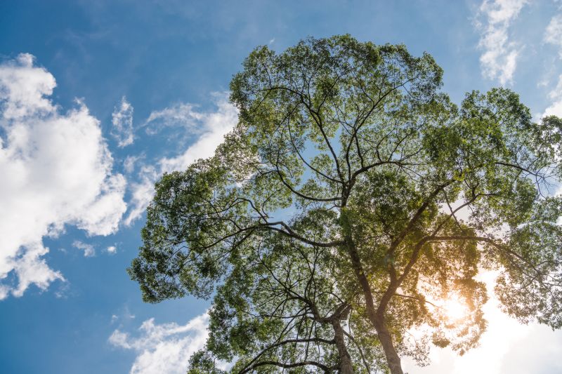 Canopy Pruning