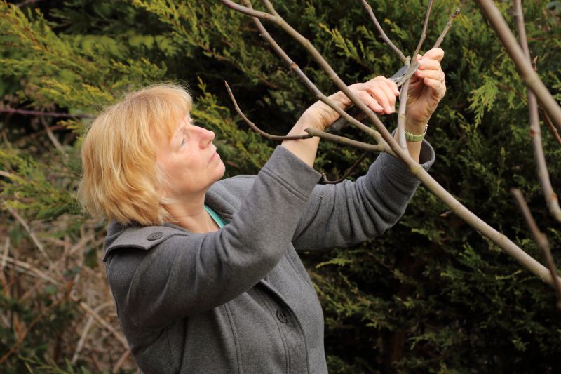 Canopy Pruning
