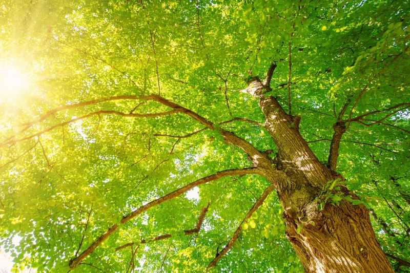 Canopy Pruning