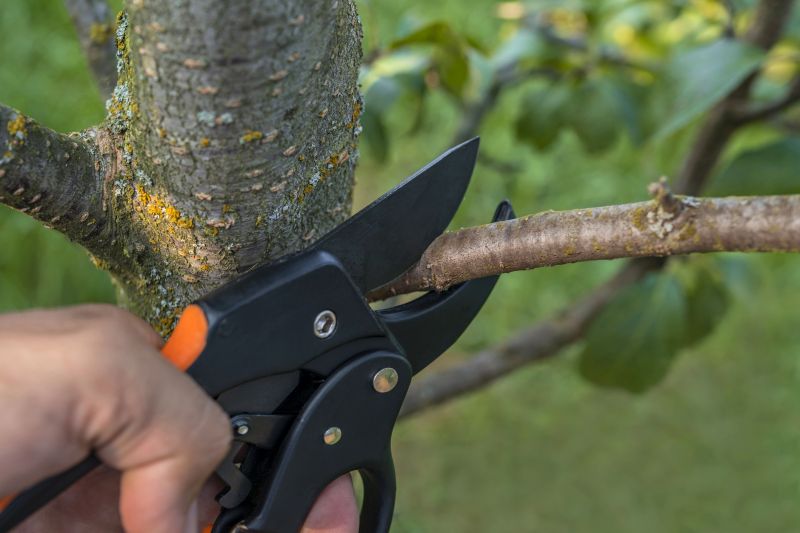 Cedar Tree Pruning