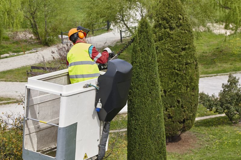 Cedar Tree Pruning