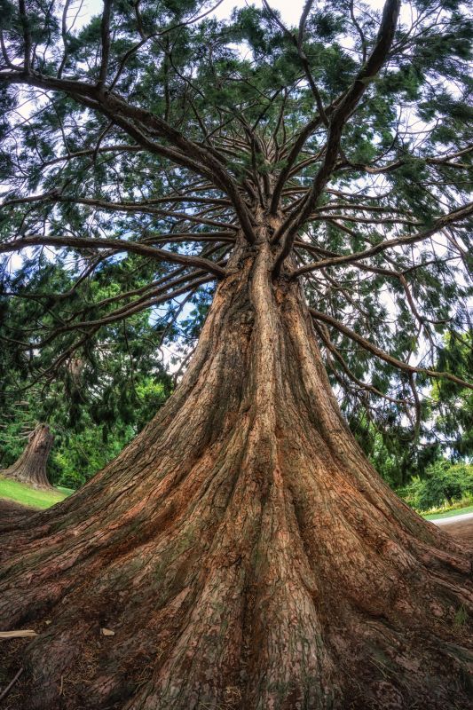 Cedar Tree Pruning