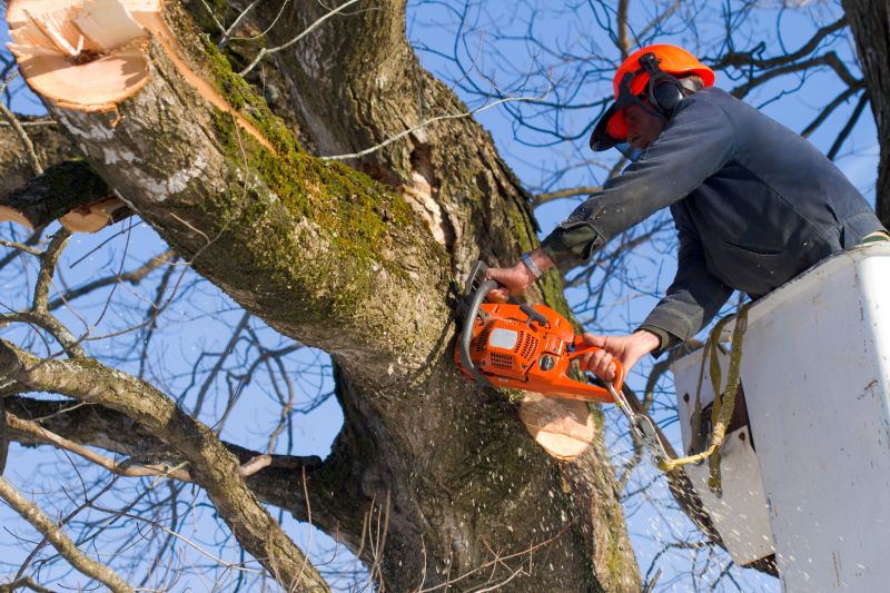 Dead Branch Removal
