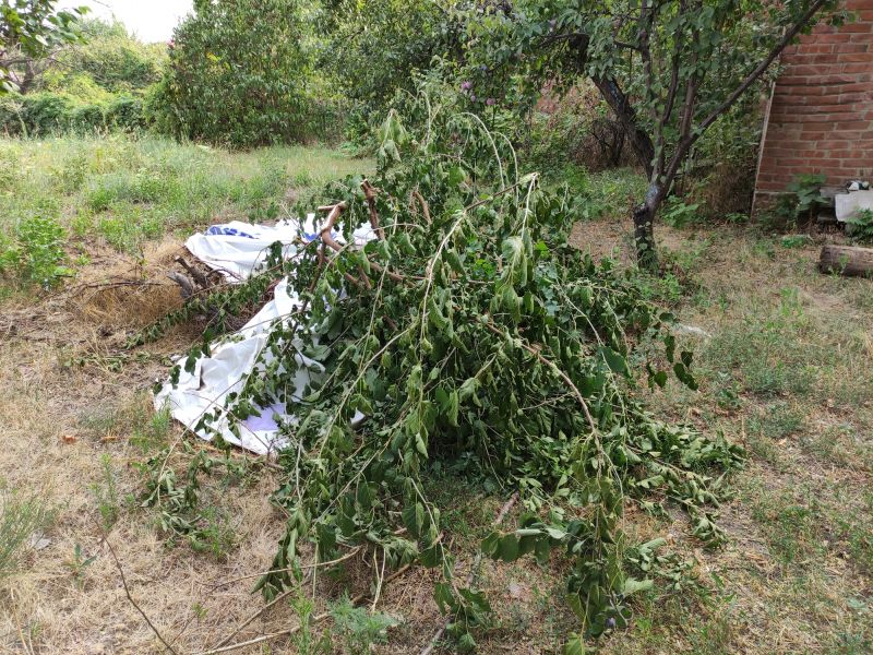 Dead Branch Removal