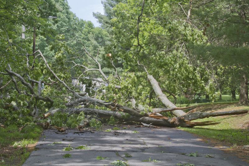 Tree Fallen on Driveway