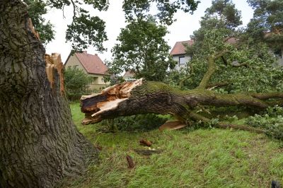 Property Cleanup in Progress