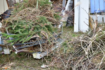 Large Tree Debris